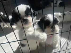Süße Shih Tzu Welpen zur Adoption
