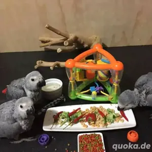 Graupapagei zur Adoption