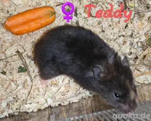 Teddyhamster 