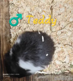 Teddyhamster 