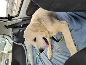 Golden Retriever 