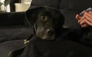 Mokka sucht ein neues Zuhause