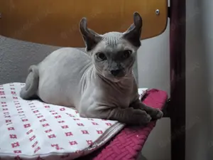 Kleine Freund Katze.