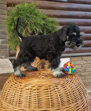 Reinrassige Zwergschnauzer Rüden ( zwei schwarz, ein Schwarz-Silber)