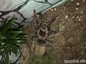 Vogelspinne Lasiodora Parahybana 0.1
