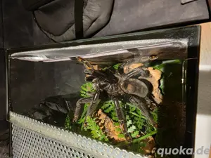 Vogelspinne Psalmopoeus Irminia 0.1 