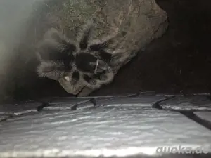 Vogelspinne Brachypelma albopilosum 0.1