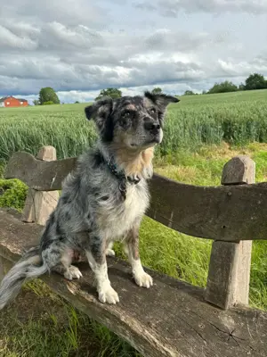 Australian shepherd hündin 