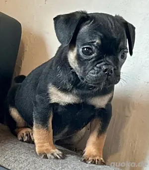 zuckersüße Retromops, FrenchiePug, Mops, Französische Bulldogge, Welpen