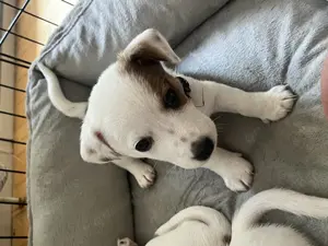 Welpen reinrassigen Jack Russell Terrier, nach 4 Wochen verfügbar abzugeben.