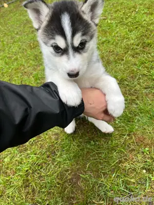 Siberian Husky Welpen 6 Wochen