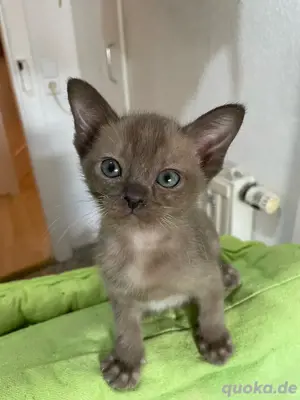 Reinrassiges Burma Kitten Noa sucht ein neues Zuhause