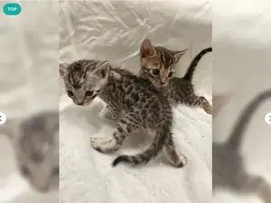 Exklusive Premium Bengal Kitten Katzen mit Stammbaum