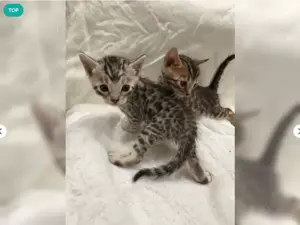 Exklusive Premium Bengal Kitten Katzen mit Stammbaum