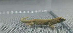 Lygodactylus Williamsi 