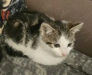Kitten in Liebevolle Hände abzugeben 
