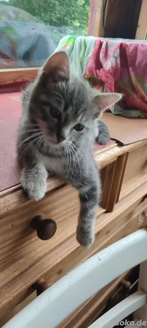 Heilige Birma  Edelmix  Silver Tabby  Kitten 