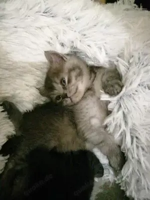 Ragdoll, bkh edelmix Babys in besonderen Farben. 