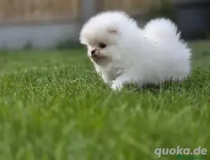 Zwergspitz-Pomeranian Welpen