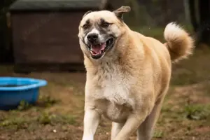 *DEXTER* Ich bin menschenbezogen, neugierig und selbstbewusst, manchmal verschmust und auch stur