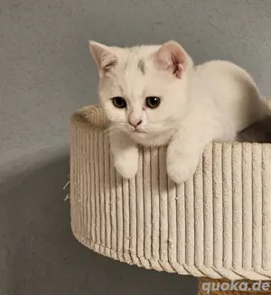 2 BKH Kitten  