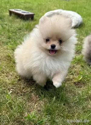 Zwergspitz-Pomeranian Welpen