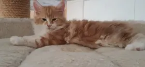 Maine Coon Creme Farben 11 Wochen alt siehe Bilder
