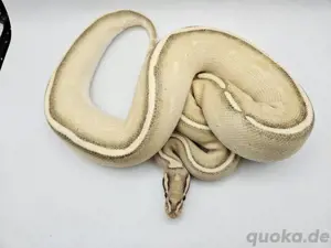 0.1 Lesser Highway Königspython Python Regius Schlange