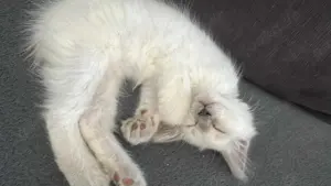 Baby Siam Katze sucht Familie