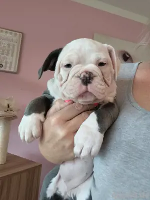 Bezaubernde *New English Bulldog* Welpen !!