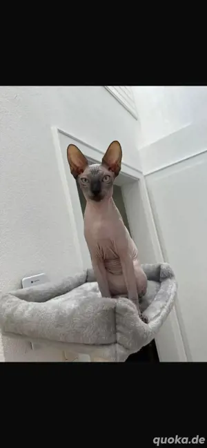 Reinrassige Sphynx Kitten in liebevolle Hände abzugeben