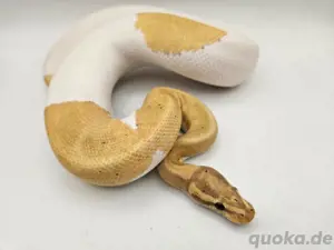 1.0 Coral Glow (FM) YB Piebald het Clown Königspython Python Regius Schlange
