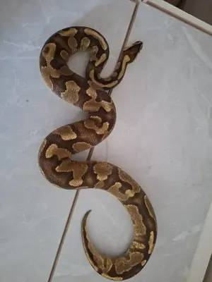 OD Yb Enchi pos Gene X dh Pied Ultramel 1.0