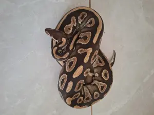 Mystik dh Pied Ultramel 1.0 Bild 2