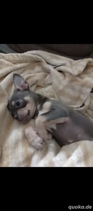Chihuahua DECKRÜDE