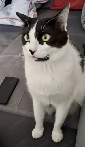 Sharif, charmanter Kater, ca. 4 Jahre