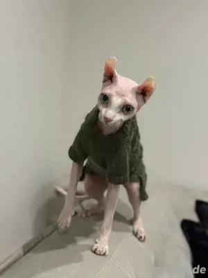 Sphynx Dame dringend abzugeben