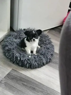 Reinrassige Chihuahua Welpen Langhaar 