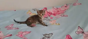 Katzenbaby " Arabella "