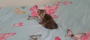 Katzenbaby " Arabella " Bild 2