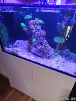Red sea G300, komplett mit Inhalt