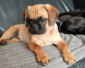 Retro Mops 