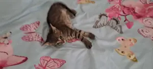 Katzenbaby " Akiro "