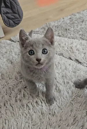 Russisch blau Katerchen 