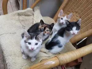 Katzenbabys, Kitten, Kurzhaarkatze