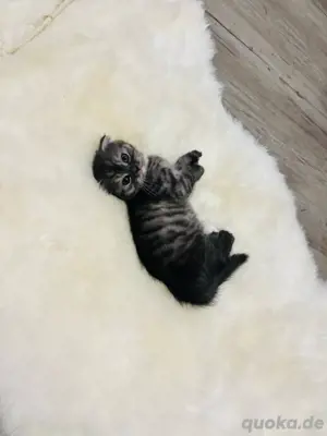 2 BKH kitten & 1 schotische fahlohr