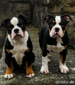 Old English Bulldog Hündin