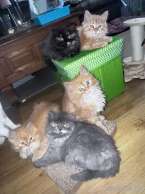 5 Zuckersüsse Ragdoll   Perser mix kitten   welpen   babys 