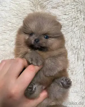 Pomeranian-Welpen zur Adoption
