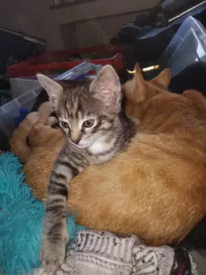 Bkh Mix Kitte in tabby, katzenwelpe weiblich